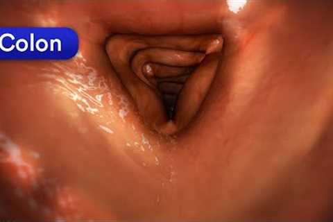 How does your body turn food into poop? Human digestive system