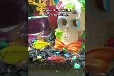 How to Cycle a Fish Tank the EASY Way!