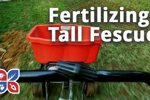 Do My Own Lawn Care - Fertilizing Tall Fescue Grass - Ep30