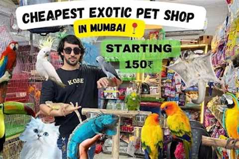 Exotic Pet Shop in Mumbai | African Grey | Iguana | Amazon Parrot &amp; More | Wajid Exotic Pets..