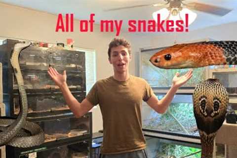Venomous Snake Room Tour!