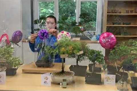 Birthday Bonsai Tree Gifts - For Her