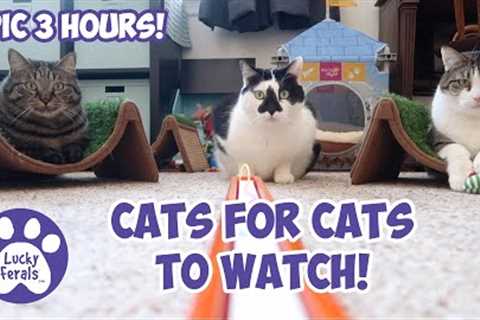 Cats Videos For Cats To Watch With Sound ➙ EPIC 3 HOURS! * Cats Playing * Entertainment For Cats