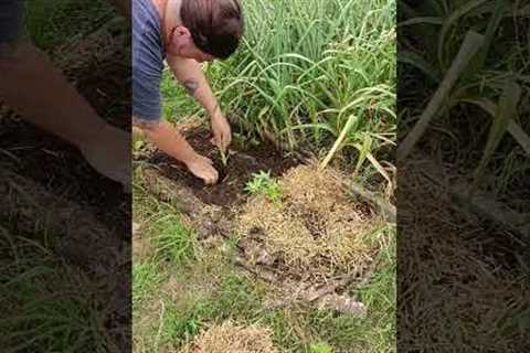 Growing food year round with no till gardening practices and good compost! #growingpotatoes