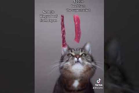 Spoiling my kitty with some wagyu beef from Japan  #furryfritz #catographer #cat #wagyu #wagyubeef