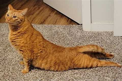 Funniest Kittens, Cats And Dogs Videos 2024 😂Best Funny Animals videos 🐾