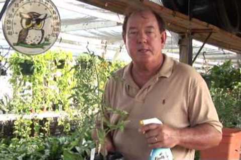 Natural Ways to Keep Bugs Off of Tomato Plants