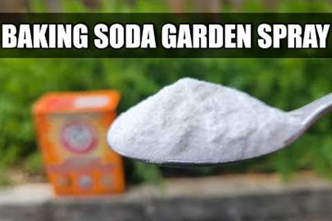 Baking Soda Pesticide and Fungicide Spray