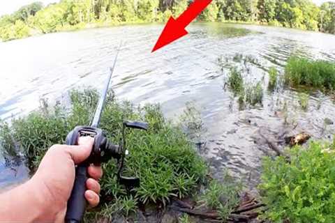 Summer Bass Fishing in the WEEDS - Bank Fishing for SUMMER BASS