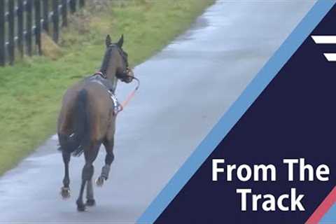 The Great Escape! Racehorse on the loose 🤣