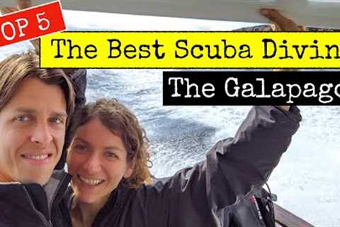 The Best Scuba Diving The Galapagos Islands - Travel 2021 | Dive with Hammerhead Sharks