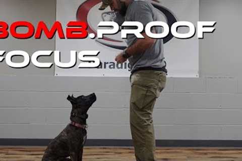 Teach Your Dog to Focus (Full Guide)