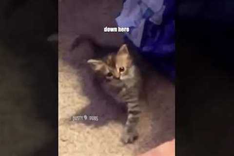he just needs his mice crispies 🥣 🎥: unknown #voiceover #funny #shorts