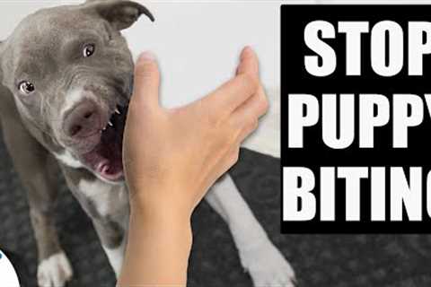 Change The Way You Think About Puppy Biting Training