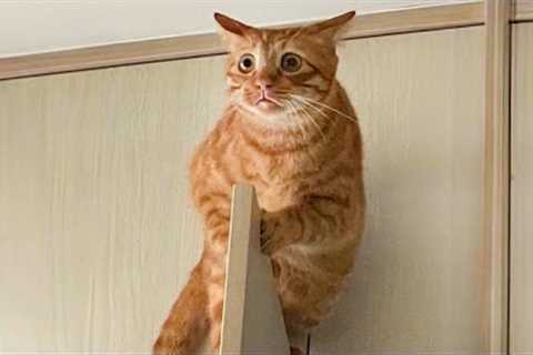 Funny Cat Videos to Keep You Smiling 😂 Best Funniest Cat Videos Of The week