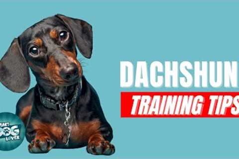 How to Train Your Dachshund | Best Dachshund Puppy Training Tips