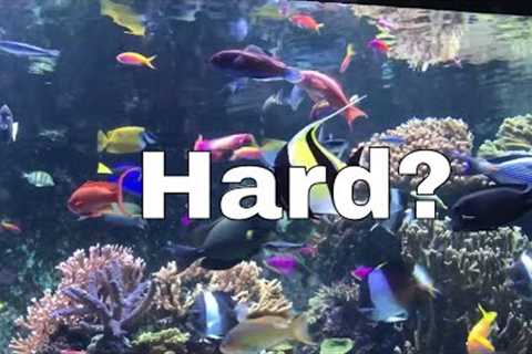 Keeping a Saltwater Aquarium is EASY!