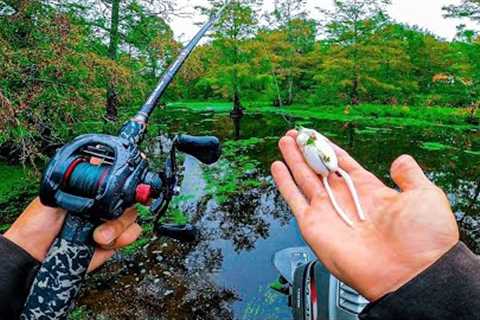 TOPWATER HEAVEN?! Instant Action In Bass Fishing Tournament At My Favorite Lake