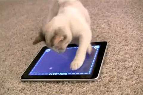 iPad Game for Cats: The World's Greatest Video Game (for cats, not humans)