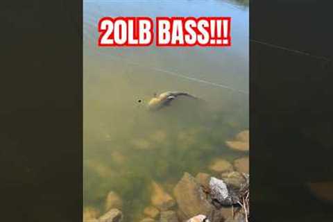 It’s got a big mouth! It must be a bass! #fishing #bassfishing #fish #fisherman #fishingvideo