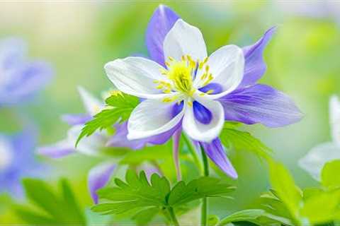 Peaceful Piano Music, Reduce stress, depression, negative thoughts, Heal the Body