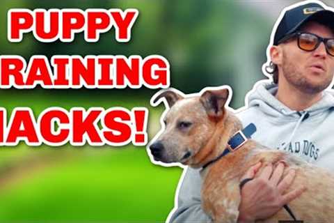 5 LIFE CHANGING PUPPY TRAINING TIPS YOU MUST KNOW!