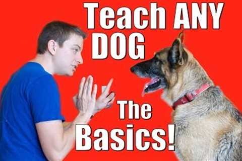 Dog Training 101: How to Train ANY DOG the Basics