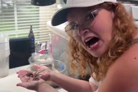 Kato Living - Loving Exotic Pets with One Love Tarantulas