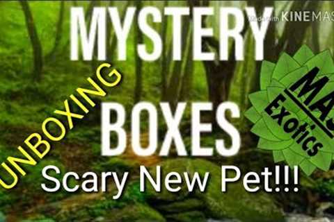 Live Animal Mystery Box UNBOXING : Scary New Pet MAS Exotics