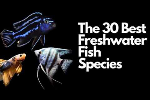 The 30 Best Freshwater Aquarium Fish 🐠