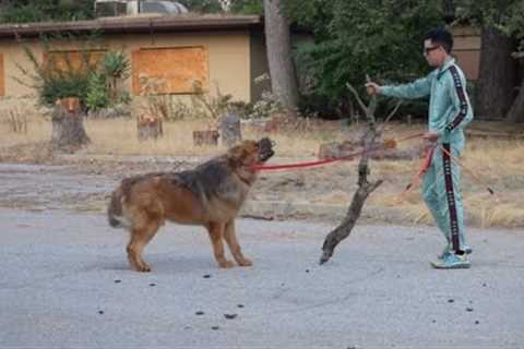 My Craziest Training Session! Tibetan Mastiff Training Pt.3 !!