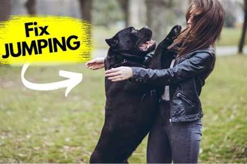 How to Stop Dog Jumping On You in 3 EASY Steps
