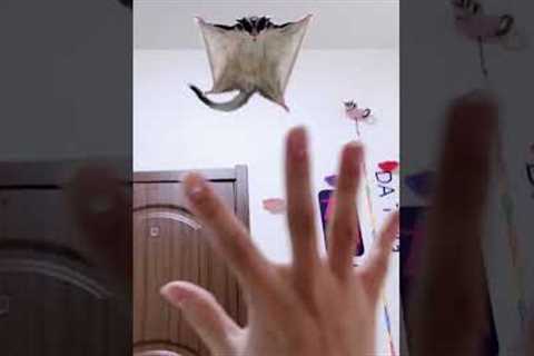 Sugar Glider Flaying animal | Exotic Animal | Adorable Animal | Baby So Cute Sugar Glider animal
