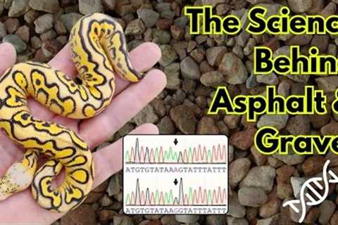The Science Behind Asphalt &amp; Gravel Ball Python Genes! - Reptile Genetics Weekly Ep 66