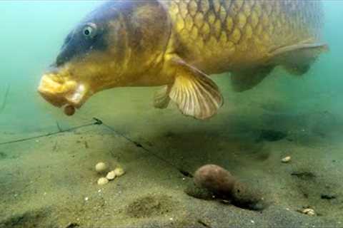 Best underwater fishing takes 2022 (High quality)