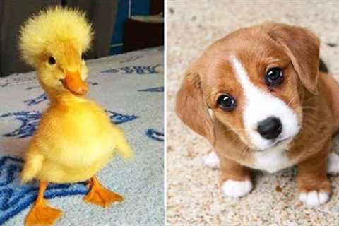 Funniest Animals 2024 😂 Best Funny Cats and Dogs 😻🐶 Part 22 | Cute Baby Dogs