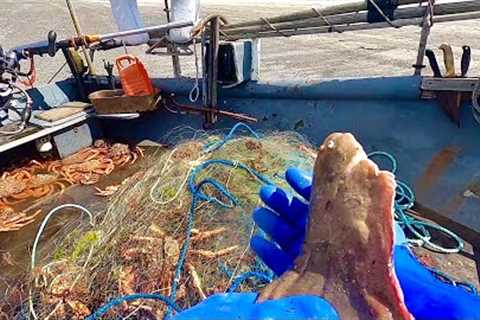 GIANT SPIDER CRABS WIPE OUT ARE FLATFISH NET - Plaice Catch &amp; Cook