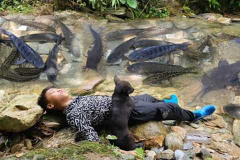 Orphaned boy Nam's arranged rocks to block the stream and placed bamboo cages to catch fish to sell