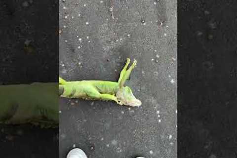 I got a new pet…