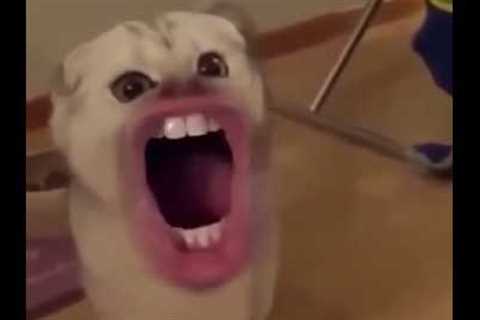 Silly Cats with Human Mouths