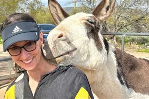 Funny ANIMAL Videos Teaches Us What Love's All About 🤣 Best Videos