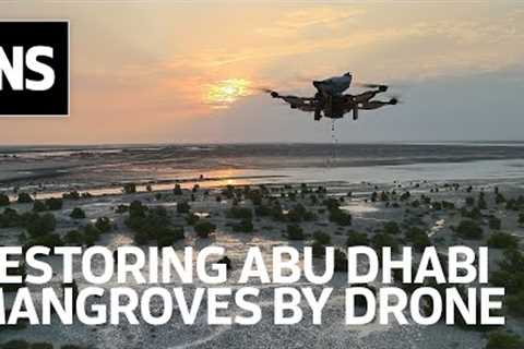 How drone technology is helping plant 100 million mangrove trees in the UAE by 2030