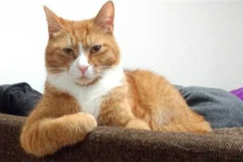 Funny Orange CATS with two braincells you will remember and LAUGH all day!😂