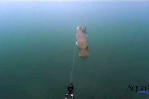 Underwater Footage of Fish Strikes