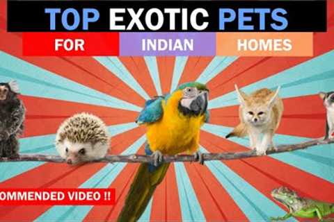 BEST EXOTIC PETS INDIA | Unique Pets India | Rare Pets India | The Tails Tales | All About Pets