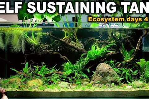 DAYS 4 - 7: SELF SUSTAINING TANK - no water changes, no cleaning, no filter