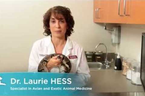 Video: Want a Pet Snake? Here's What You Need to Know