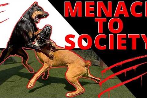 By Any Means Necessary when Dealing with a Bully! Let’s Show Him how to Meet Dogs Properly