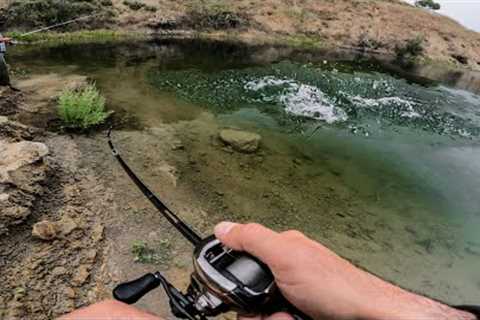 INSANE Topwater Bass Fishing from Shore at Castaic Lake !