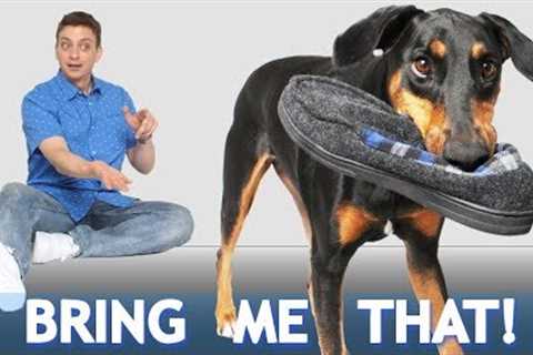 How to Teach your Dog to Bring You Things